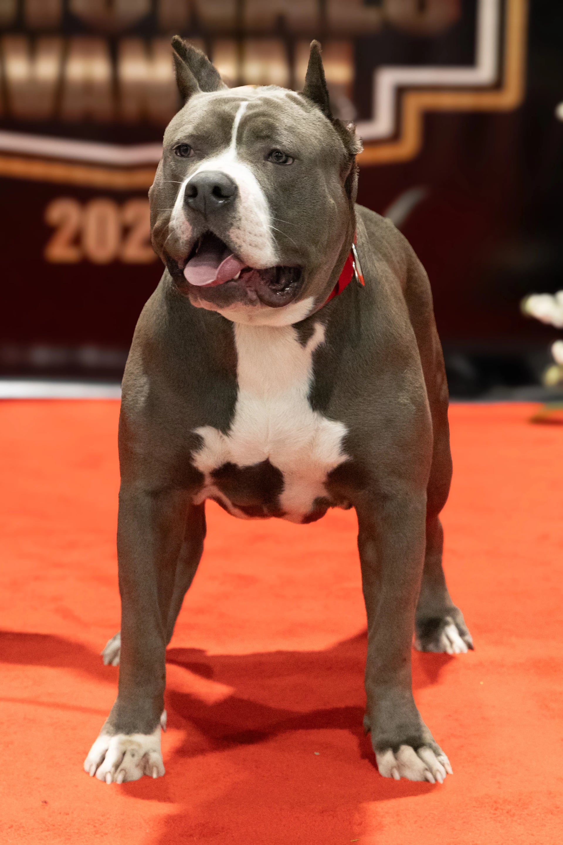 Bullies Galore Kennels Owner with Champion American Bully