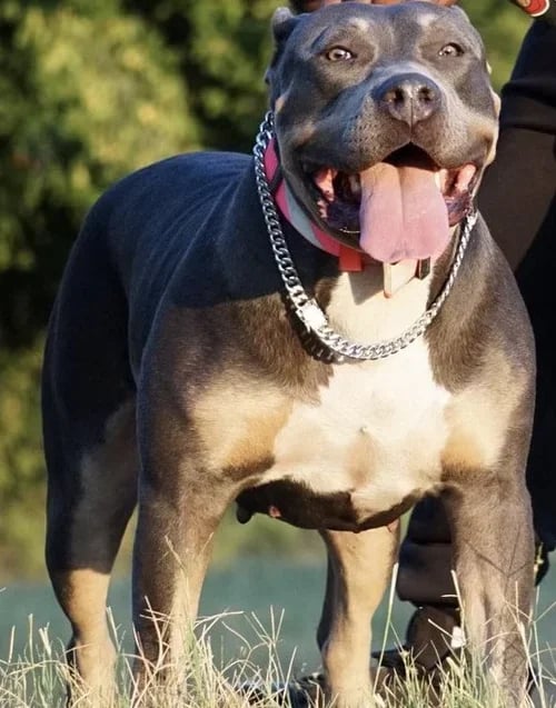GloRilla - The Queen - Best American Bully Stud